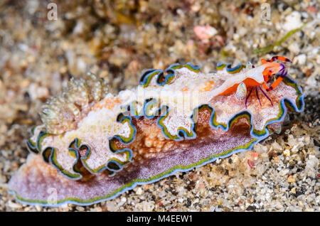 Sea slug o nudibranch, Glossodoris acosti, con un'Emporer gamberetti, Zenopontonia rex, Lembeh strait, Nord Sulawesi, Indonesia, il Pacifico Foto Stock