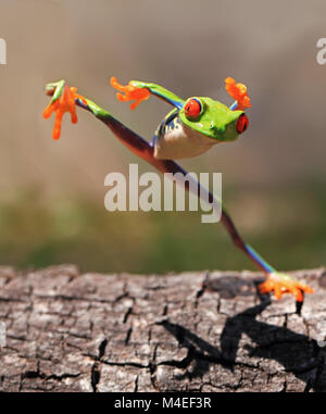 Tree Frog jumping, Indonesia Foto Stock