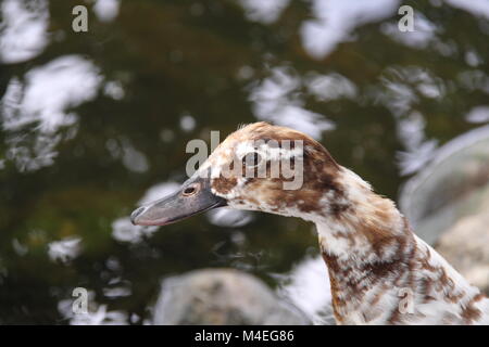 Ancona (d'anatra Anas platyrhynchos) Foto Stock