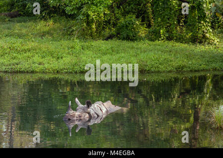 Wild rhino balneazione nel fiume in Jaldapara National Park, stato di Assam, nord-est dell India Foto Stock