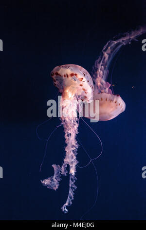 Purple striped medusa Chrysaora colorata ha lunghi tentacoli Foto Stock