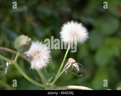 Bianco chiaro tarassaco capolino in erba isolato Foto Stock