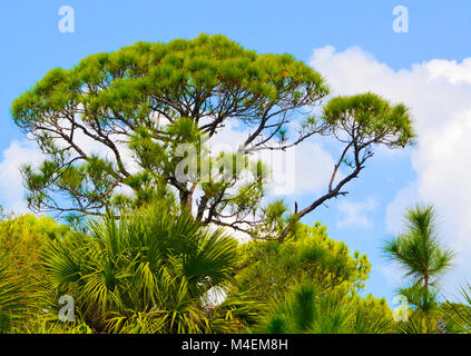 Alberi di pino in Hillsborough River State Park Foto Stock