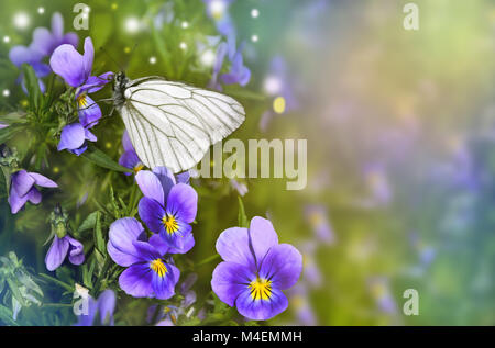 White butterfly si siede su un lilla fiore violaceo Foto Stock