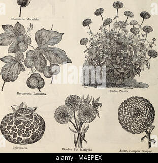 Circolare annuale e il catalogo di vendita al dettaglio di giustificata vegetali e semi di fiori (1874) (18238167789) Foto Stock