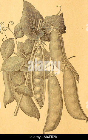 Annuale catalogo descrittivo di semi - per il giardino vegetale, per il Flower Garden per il prato per la fattoria, per il vivaio (1886) (18425030905) Foto Stock