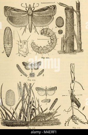 Relazione annuale, compresa una relazione degli insetti del New Jersey, 1909 (1910) (18427781142) Foto Stock