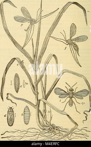 Relazione annuale, compresa una relazione degli insetti del New Jersey, 1909 (1910) (18433900641) Foto Stock