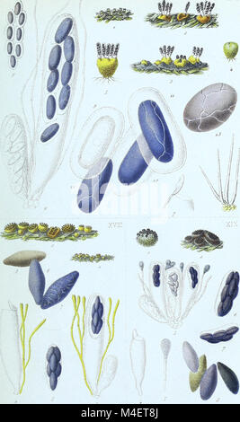 Annales des Sciences Naturelles Botaniques (17786614233) Foto Stock
