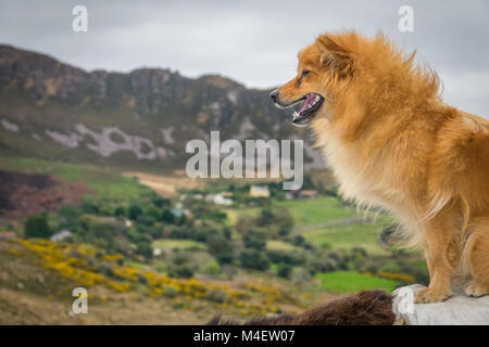 Simpatico cane bruno e il paesaggio rurale Foto Stock