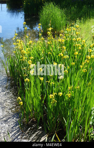 Iris pseudacorus, Bandiera gialla Foto Stock