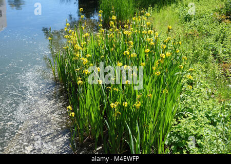 Iris pseudacorus, Bandiera gialla Foto Stock