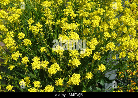Bunias orientalis, Wartycabbage turco Foto Stock