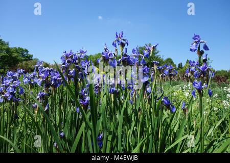 Iris sibirica Perrys Pygm siberiano bandiera Foto Stock
