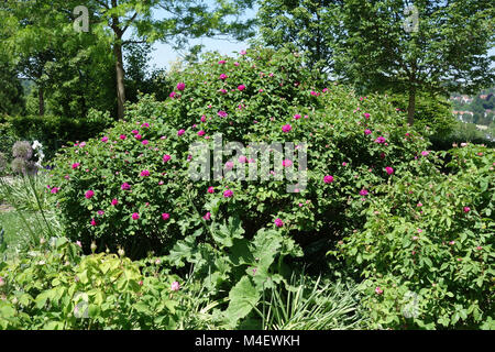 Rose de Resht, rosa ad arbusto Foto Stock