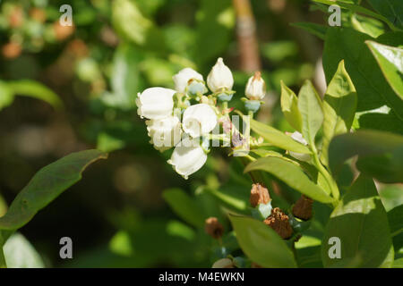 Vaccinium corymbosum, Northern Highbush mirtillo Foto Stock