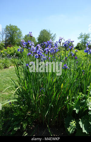 Iris sibirica Perrys Pygm siberiano bandiera Foto Stock