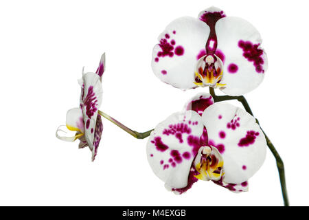 Viola e white orchid isolati su sfondo bianco Foto Stock