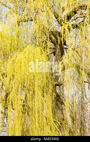 Salice piangente Salix alba var. tristis Foto Stock