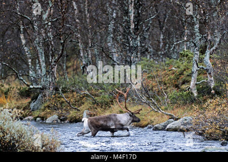 La renna / Montagna renne / norvegese / renne renne settentrionale Foto Stock