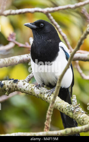 Eurasian Gazza (Comune gazza, Pica pica), arroccato in una struttura ad albero in inverno nel West Sussex, in Inghilterra, Regno Unito. Foto Stock