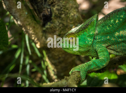 Camaleonte verde del Madagascar Foto Stock