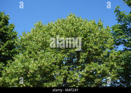 Tilia cordata, piccolo-lasciava in calce Foto Stock