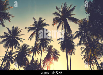 Retrò stilizzata tonica foto di palme di cocco contorni al tramonto, il concetto di vacanza. Foto Stock