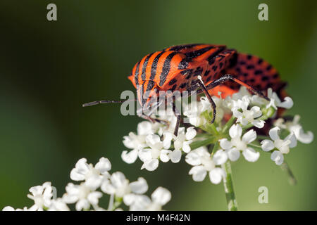 Italiano bug a strisce Foto Stock