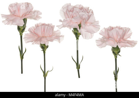 Tre rosa pallido Garofani Dianthus creazione di un composito, isolato su sfondo bianco Foto Stock