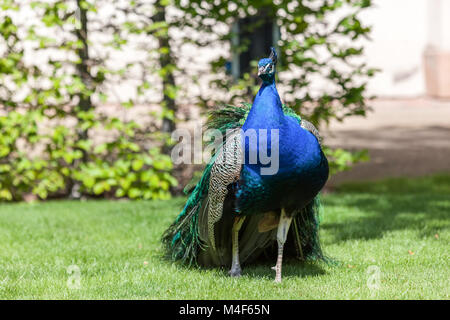 Peacock nei giardini del palazzo di Praga, Repubblica Ceca. Foto Stock