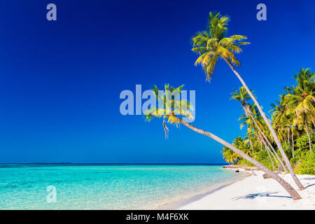 Isola tropicale con palme di cocco sulla spiaggia sabbiosa. Maldive Foto Stock