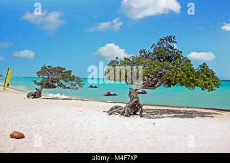 Divi divi alberi su Aruba isola del Mar dei Caraibi Foto Stock