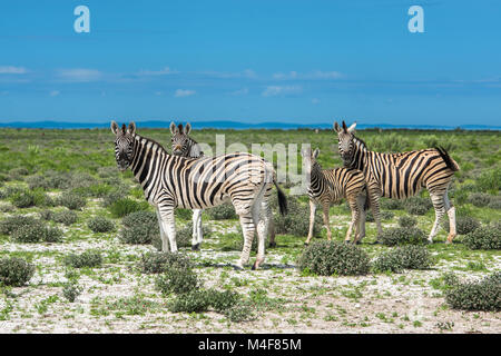 Zebre in Etosha National Park, Namibia Foto Stock