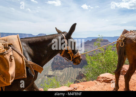 Muli nel Grand Canyon Foto Stock