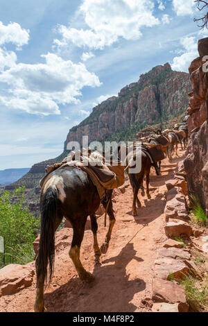Muli nel Grand Canyon Foto Stock