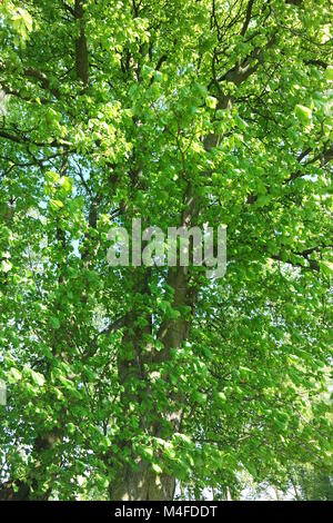 Alberi di castagno in primavera Foto Stock