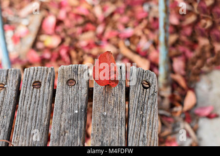 Rosso Secco autumn leaf sul legno banco solitario in autunno park. Autumn Leaf paesaggio. Primo piano di foglie di autunno sul banco di lavoro. Foto Stock