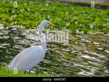 Grande Airone bianco (Ardea erodiade occidentalis) Foto Stock