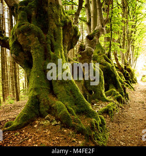 Percorso di foresta foderato con vecchi alberi di faggio Foto Stock