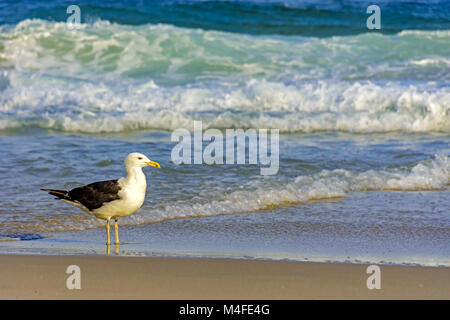 Seagull sulla spiaggia di sabbia Foto Stock