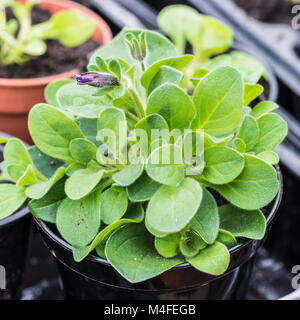 Una macro shot di una petunia cielo notturno impianto. Foto Stock