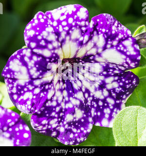 Una macro shot di una petunia viola 'cielo notturno' bloom. Foto Stock