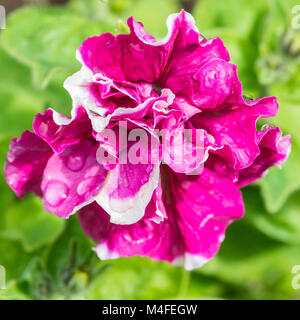 A macro shot of a double pink petunia bloom. Foto Stock