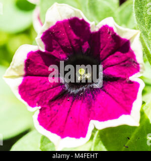 Una ripresa macro di un magenta petunia colorati. Foto Stock