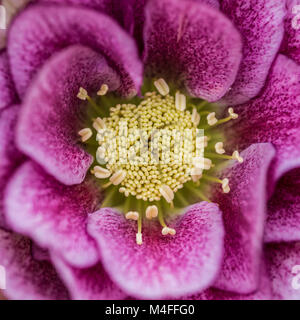 Una macro shot di una doppia veratro ellen bloom. Foto Stock