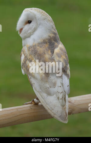 Foto di un simpatico barbagianni seduto su di una recinzione di legno Foto Stock