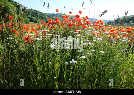 Achillea millefolium, achillea Foto Stock