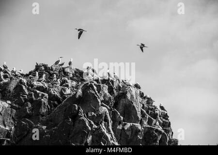 La colonia di uccelli nelle isole ballesta, Perù Foto Stock