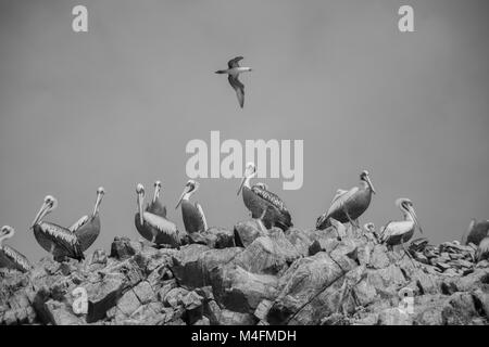 La colonia di uccelli nelle isole ballesta, Perù Foto Stock